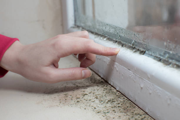 Best Black Mold Removal  in Crestwood, KY